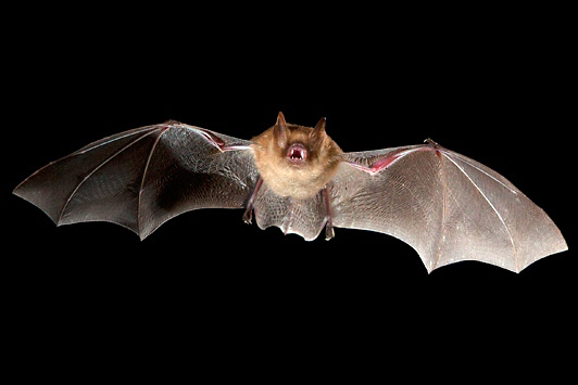 Wimperfledermaus (Myotis emarginatus)